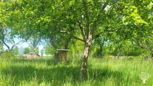 Organic gardening for locals - vergetable and fruittrees