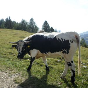 Tommaso