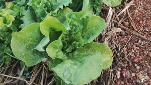 Cultivamos hortaliças, criamos poedeiras, fazemos geleias e doces. Sistema agroflorestal.