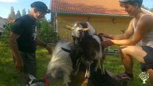 Family farm, goats, ducks and hen, vegetable garden.