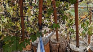 Food forest in the high desert