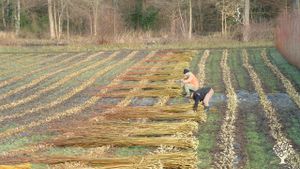 Ferme agricole sans désherbant, ni insecticide