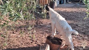 La nostra casa in campagna è immersa nel verde della Sardegna dell'est, precisamente in Ogliastra.