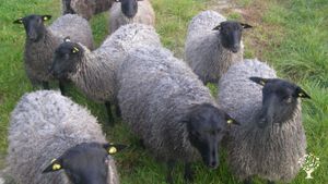 Intentional Community, Eco Lodge/Wilderness Adventures, Vineyard, Cattle Ranch, Livestock Farm