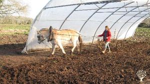Microferme maraîchère en traction animale