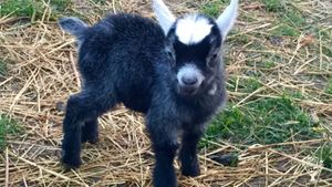 Permaculture campground