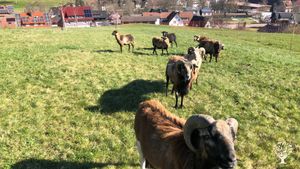 Permakultur Hof im Schwarzwald: Gemüse, Obst, Pilze und Tiere
