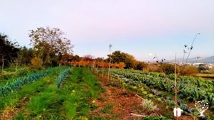 Azienda Agricola Contadina