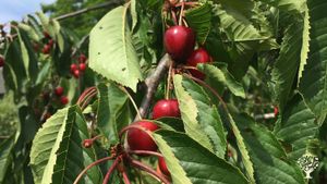 Family farm on the island of Samsø