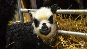 Eco Lodge/Wilderness Adventures, Livestock Farm