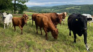 Organic farm with cows, sheep and pigs and a market garden. Farm shop, charcuterie and restaurant.