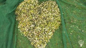 Frutteto, Olivi more e lamponi, piante officinali, raccolte di frutta e piante selvatiche