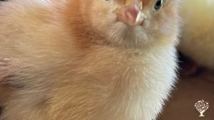 Regenerative farm with hemp, vegetables and free range chicken on a small island