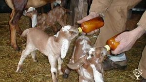 Bottle baby goats