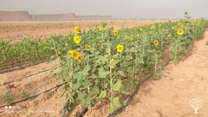 Le projet "Terroir Lblad" est une initiative ambitieuse visant à valoriser les produits de terroir