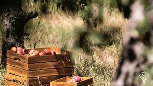 Authentic orchard on Texel island
