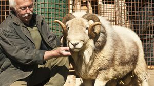 Herdwick Bock
