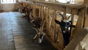 Ziegenhof und Selbstversorgerhof