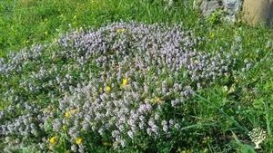 Azienda agricola biologica nell'appennino mo