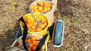 <JJ124>농장 한 가운데서의 멈춤은 치유입니다 / Stopping in the Middle of the Farm is Healing