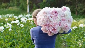 Commercial Alaskan peony farm