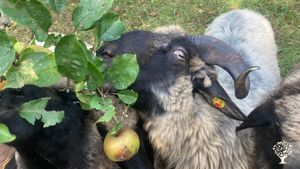 Family home and garden - rural, Agritourism Destination, Horse Ranch, Livestock Farm, Mixed Farm,…