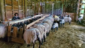 Ferme de brebis laitières dans les collines du Sud Dordogne