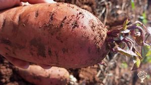 Producimos diversas hortalizas de manera ecológica durante todo el año en poco más de una hectárea.
