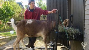 A rare farm in the city of Chicago, GlennArt Farm provides experiences with goats, sustainability