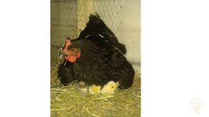 Naturaleza y vida autosustentable