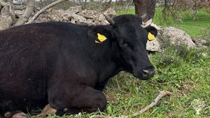 Azienda agricola biologica in Puglia: ulivi, mandorli, cereali e orto a ritmi naturali