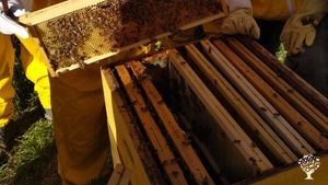 Azienda agricola biologica in Sardegna, Alghero. Ci occupiamo di allevamento e agricoltura.