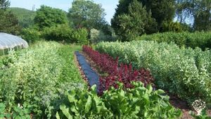 Petite ferme de polyculture-élevage en Ardenne, paniers de légumes et transmission de savoirs