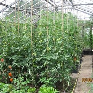 Tony Chalcraft Or Jane