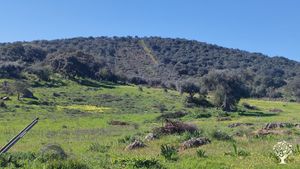 Winter/Spring view from the house up the hill / olive grove.