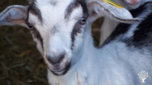 Ferme biologique certifiée Nature et Progrès