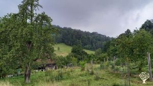 old trees and young plantings in the hilly garden