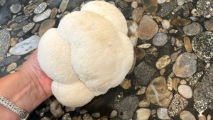 Beautiful homestead in Ozark Mountains with alpacas, donkey, veg garden and more