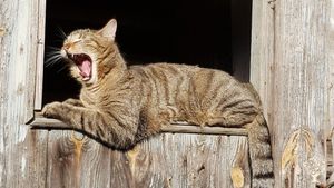 Unsere Katze Milly