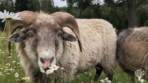 Smallholding, Hobby Farm, Family farm
