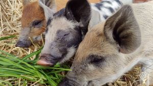 "Small organic farm with sheep, pigs, chickens, and pets, producing wine and food."