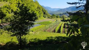 Produzione ortaggi