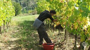 Azienda agrituristica e vitivinicola biologica negli appennini/Bio-Farm with winery on the Hills