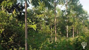 Elevage de poules, potager et plantation d'AçaÏ, Macaxeira inspiré de la forme syntropique