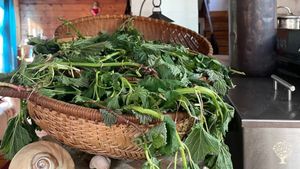 Organic grower, wild harvester, botanical remedies