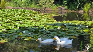 <JJ122> 장애인들과 함께 지내는 평화의마을/ Peace Village Living Together with People with Disabilities