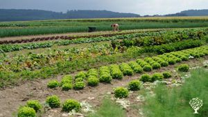 Maraîchage bio sur petite surface et poulailler mobile