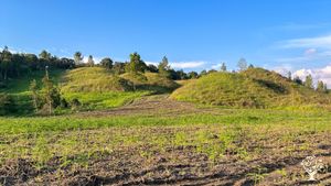 Organic arabica coffee farm