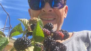 Blackberries for jam - delicious!