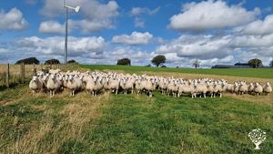 Working sheep farm in South Lanarkshire with a flock of 500 ewes